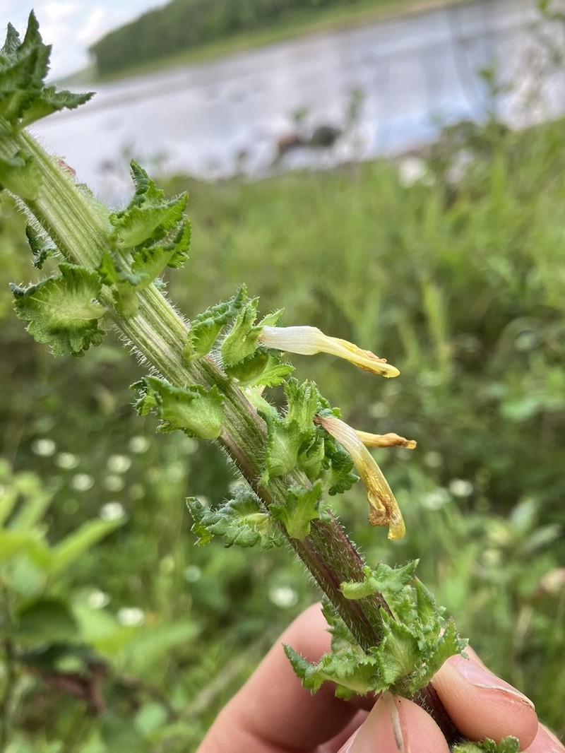 Furbish's Lousewort photo 7