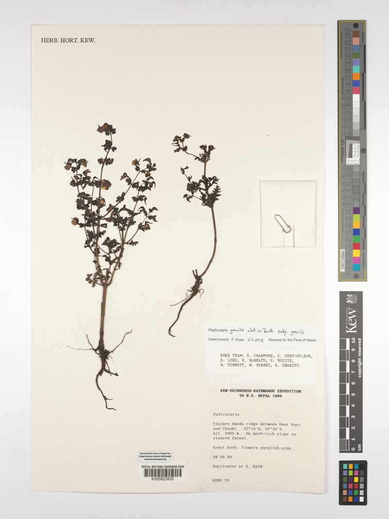 Pedicularis gracilis subsp. gracilis