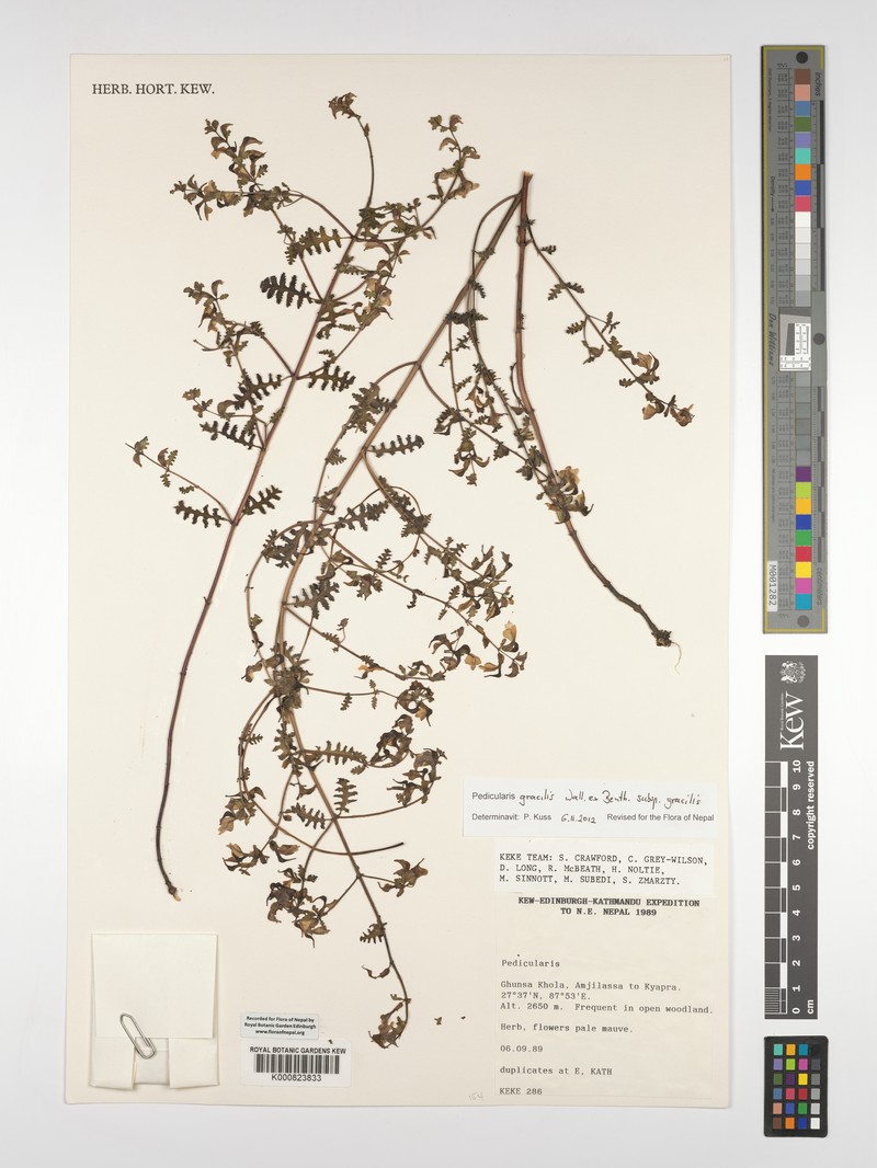 Pedicularis gracilis subsp. gracilis photo 2