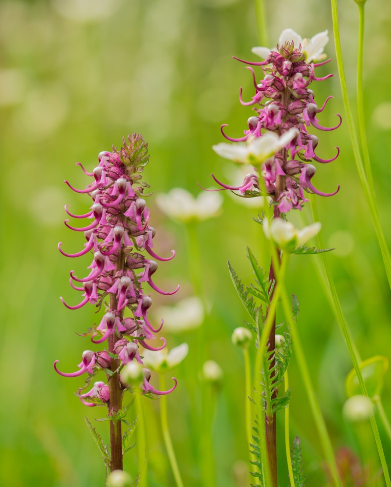 Elephanthead Lousewort photo 2