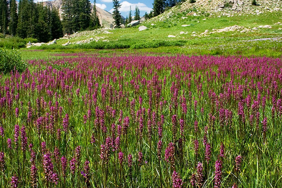 Elephanthead Lousewort photo 3