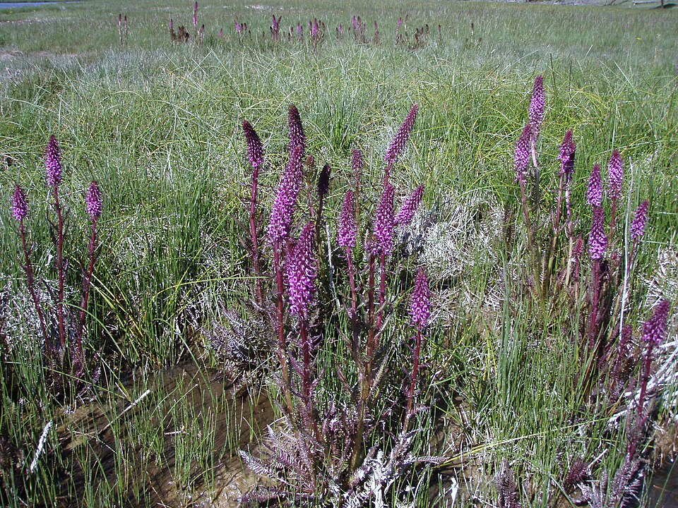 Elephanthead Lousewort photo 4