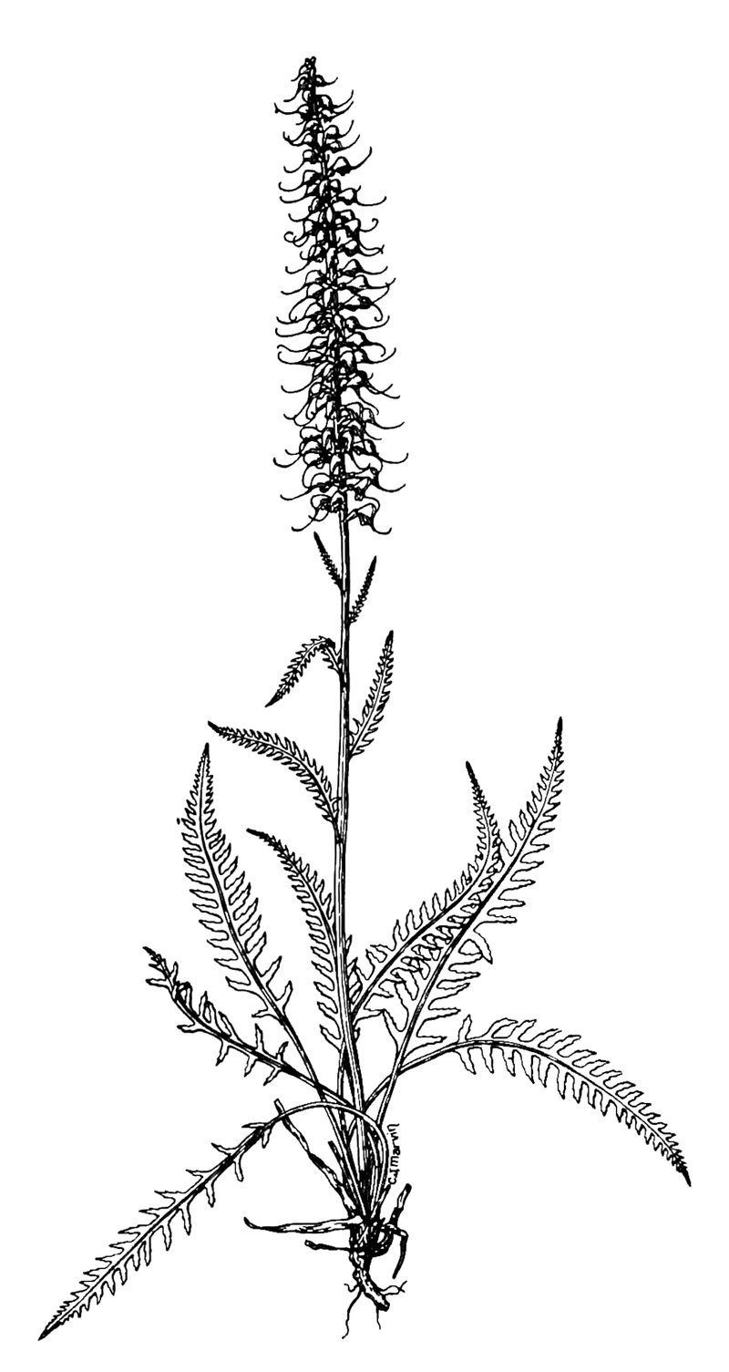 Elephanthead Lousewort photo 5