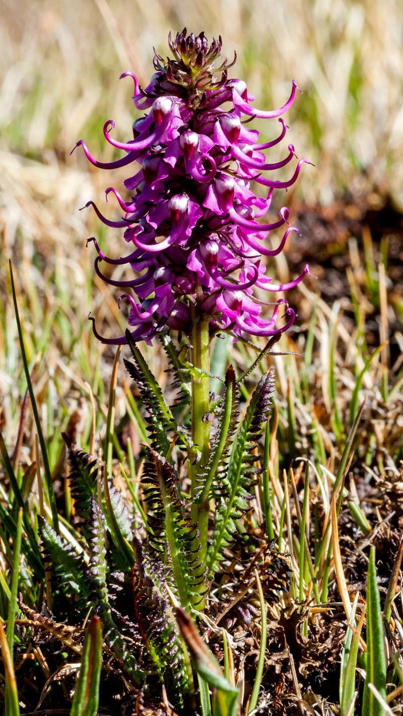 Elephanthead Lousewort