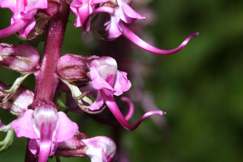 Elephanthead Lousewort photo 6