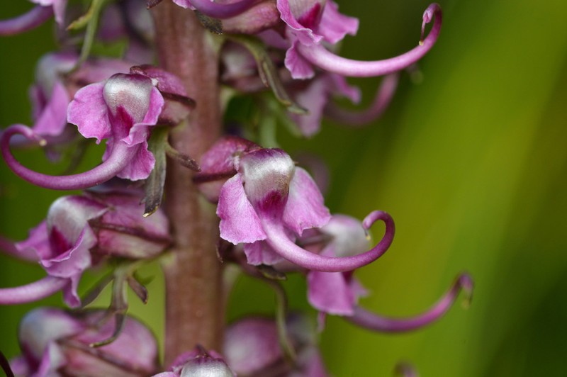 Elephanthead Lousewort photo 7