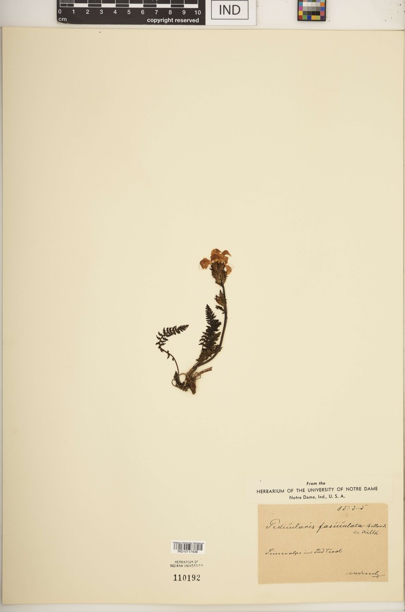 Pedicularis gyroflexa subsp. gyroflexa