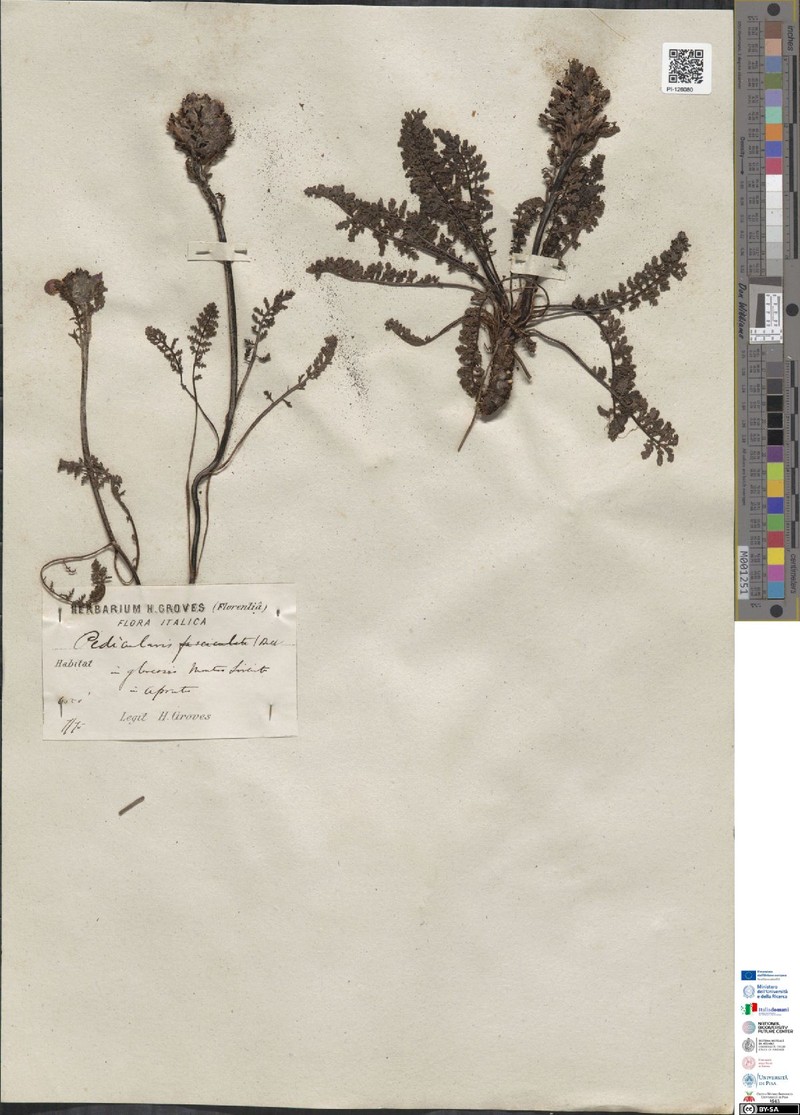 Pedicularis gyroflexa subsp. gyroflexa photo 2