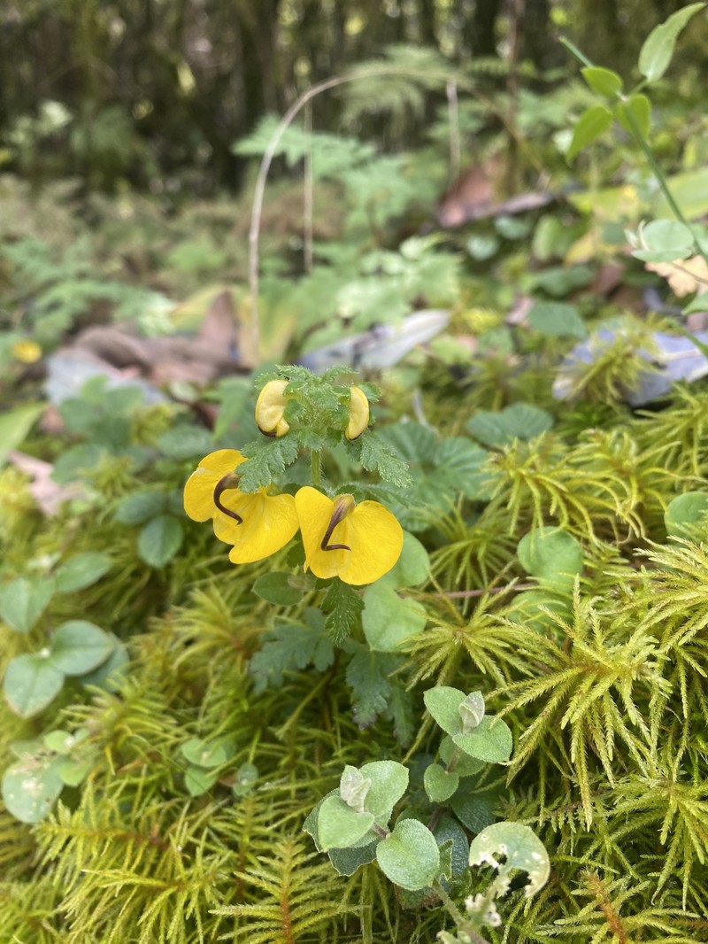Pedicularis gyrorhyncha subsp. gyrorhyncha