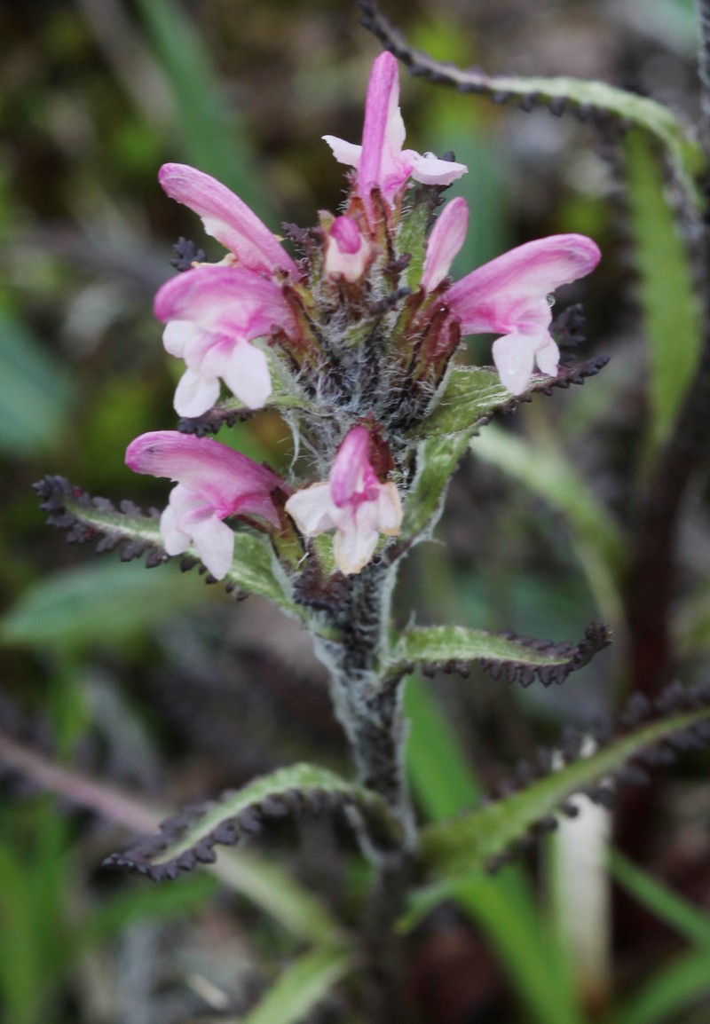 Hairy Lousewort