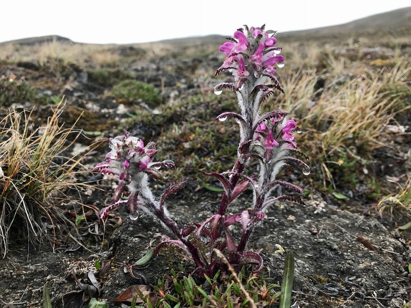 Hairy Lousewort photo 2