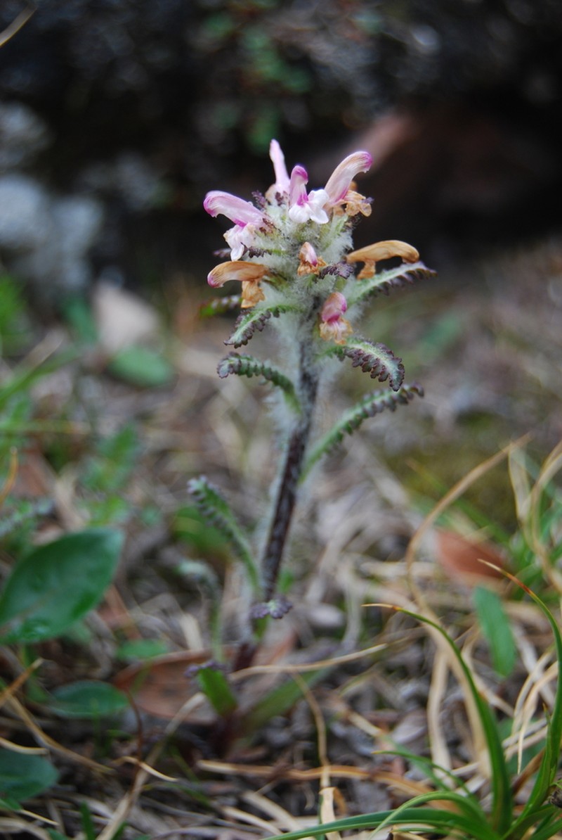 Hairy Lousewort photo 3