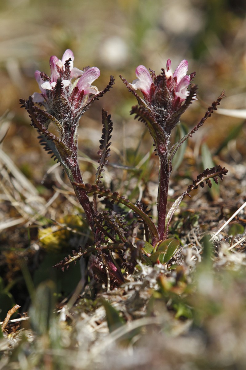 Hairy Lousewort photo 4