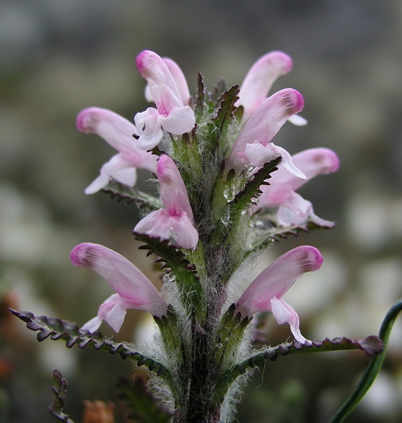 Hairy Lousewort photo 5