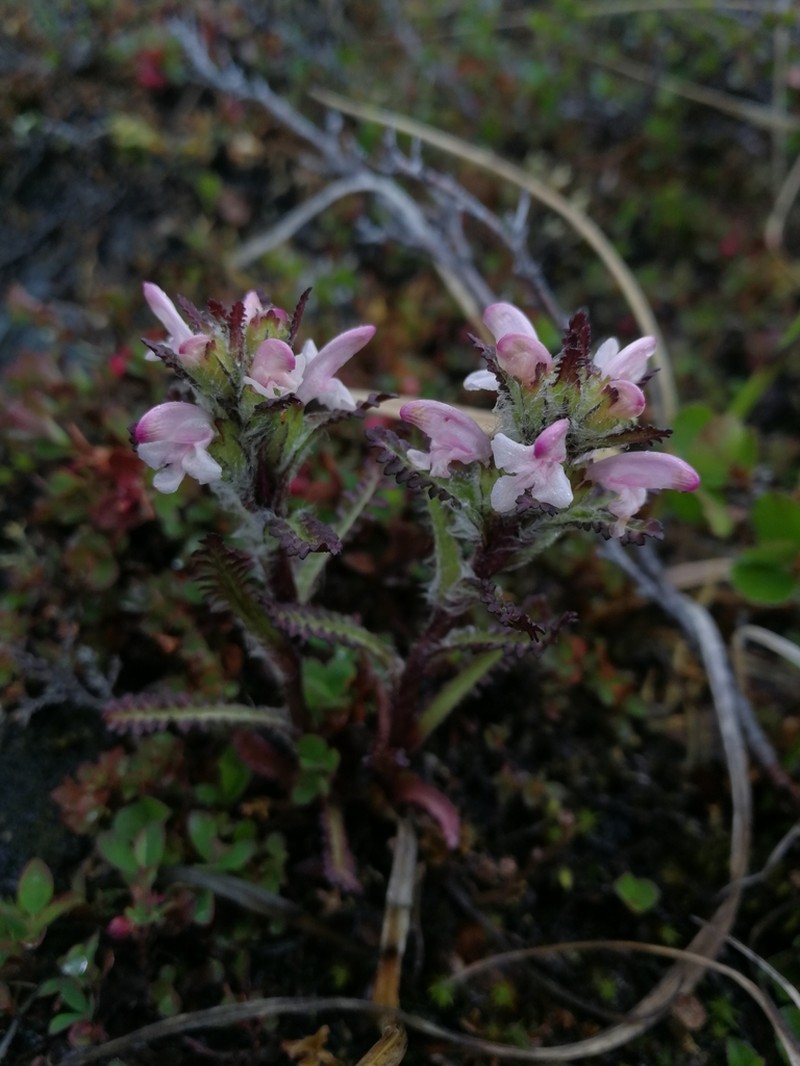 Hairy Lousewort photo 6