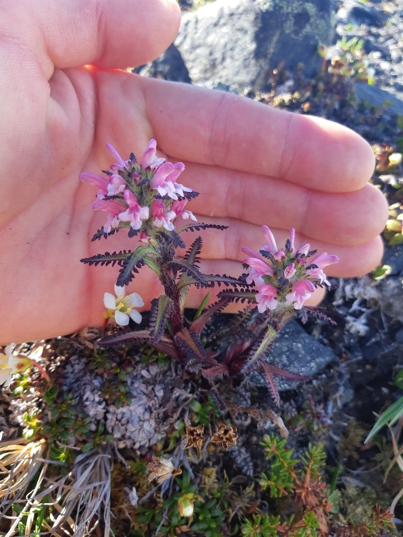 Hairy Lousewort photo 7