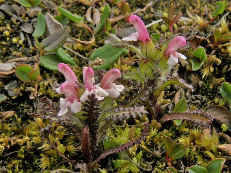 Hairy Lousewort photo 8