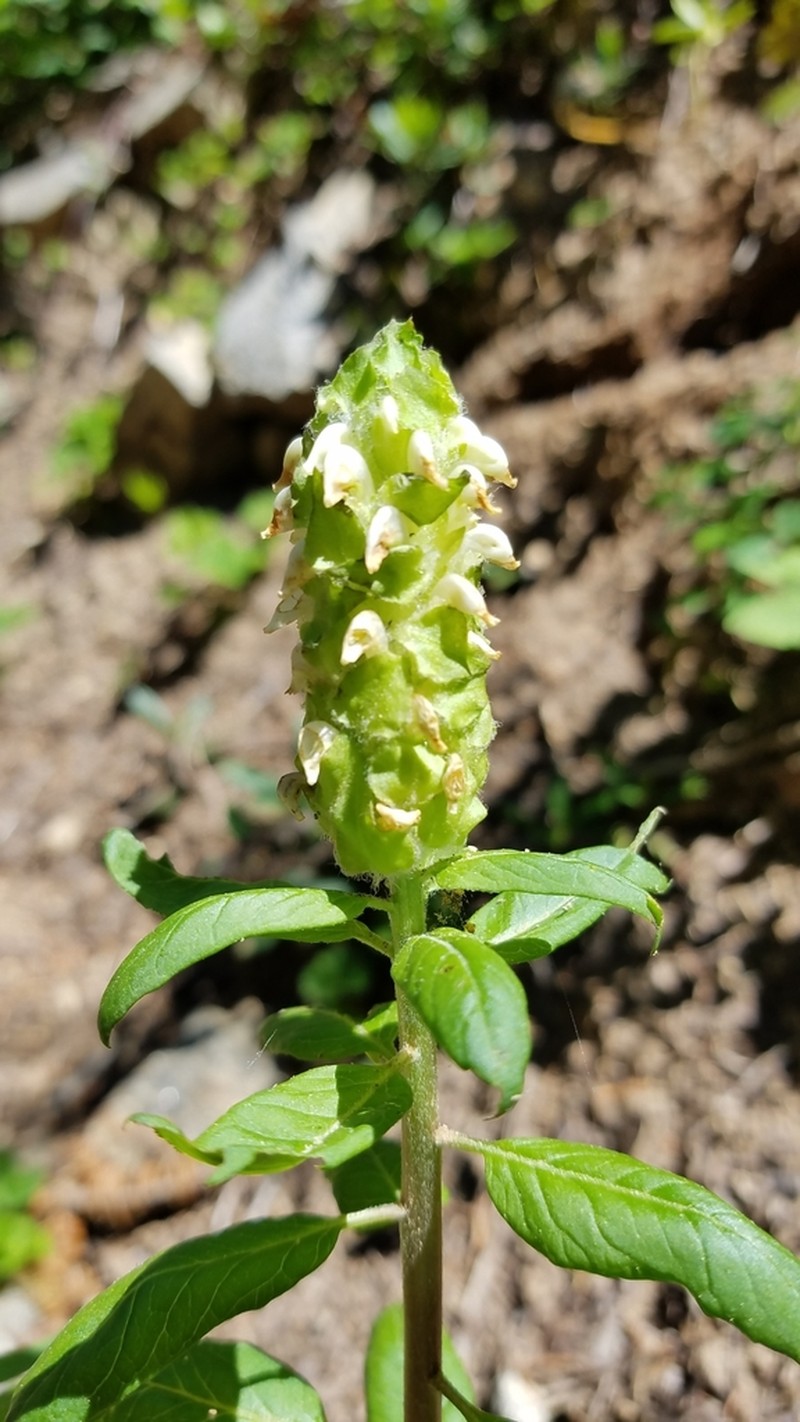 Howell's Lousewort