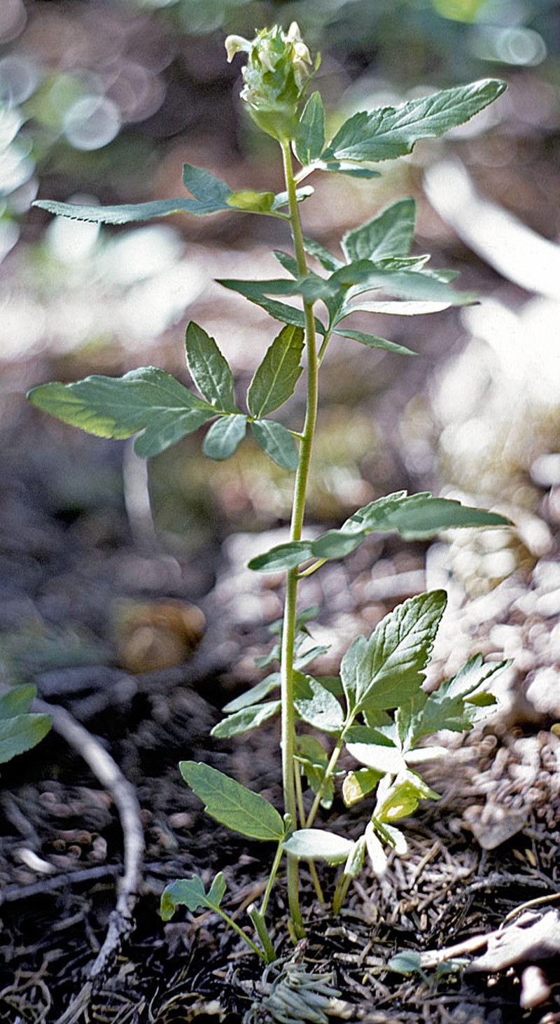 Howell's Lousewort photo 2