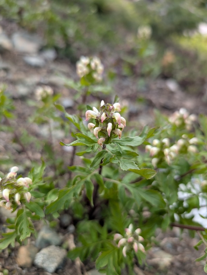 Howell's Lousewort photo 4