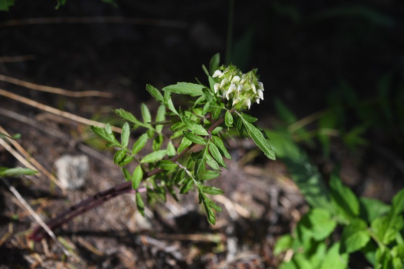 Howell's Lousewort photo 7
