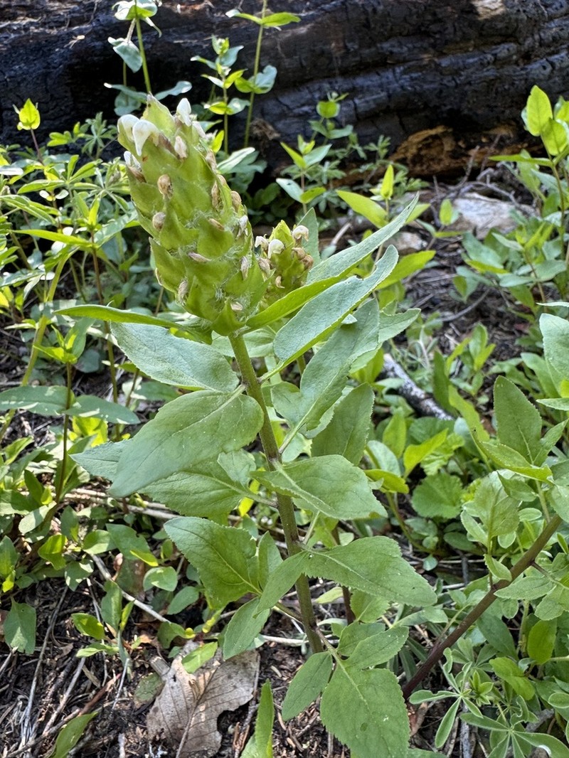 Howell's Lousewort photo 8