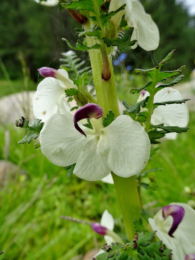 Pedicularis klotzschii subsp. klotzschii
