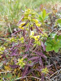 Labrador Lousewort