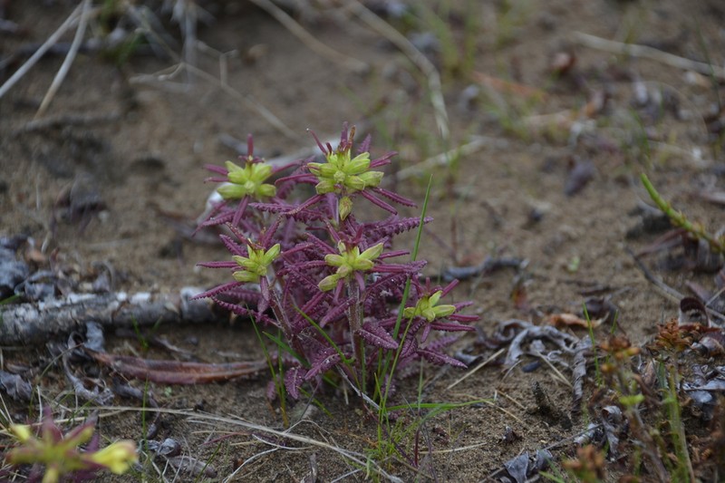 Labrador Lousewort photo 2