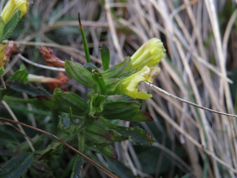 Labrador Lousewort photo 3