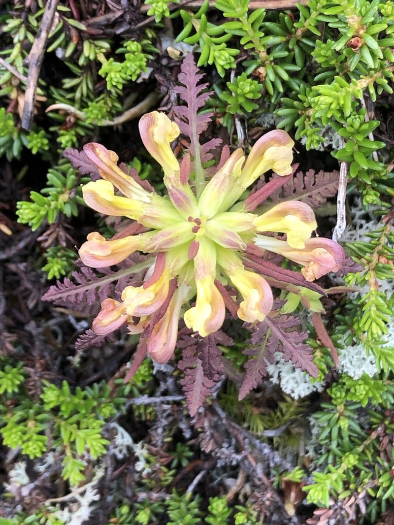 Labrador Lousewort photo 4