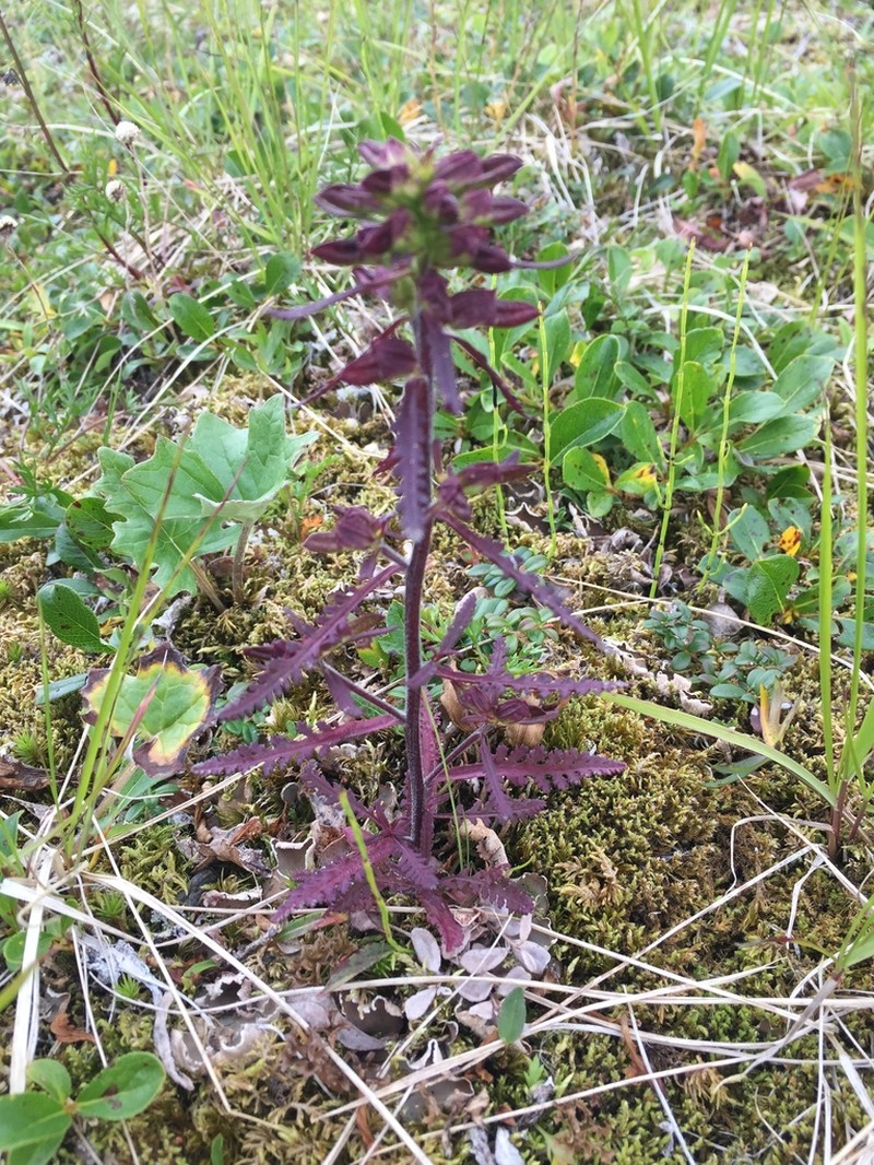 Labrador Lousewort photo 5