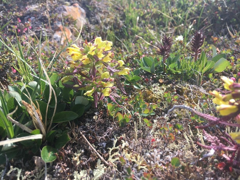 Labrador Lousewort photo 6
