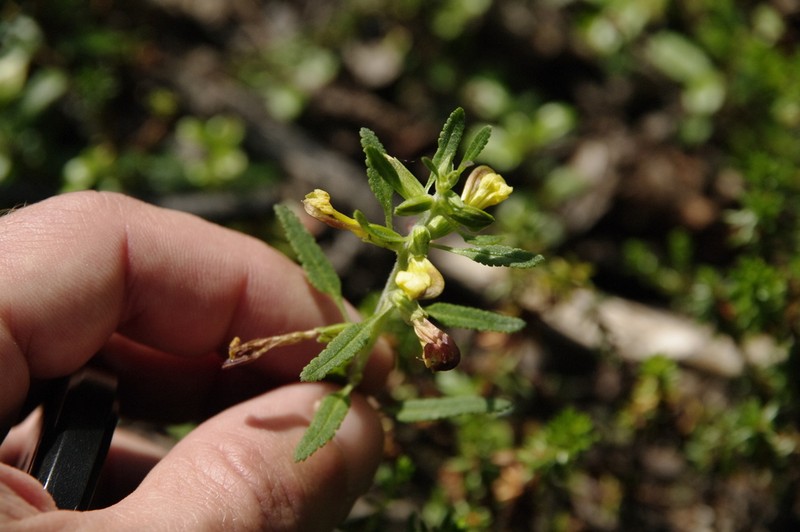 Labrador Lousewort photo 7