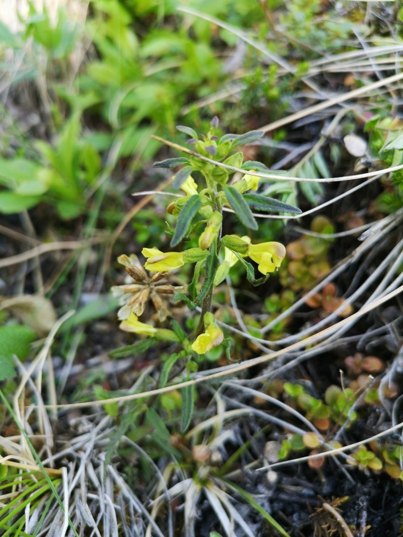 Labrador Lousewort photo 8