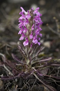 Woolly Lousewort