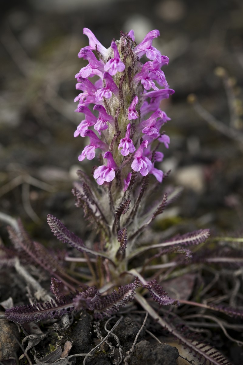 Woolly Lousewort