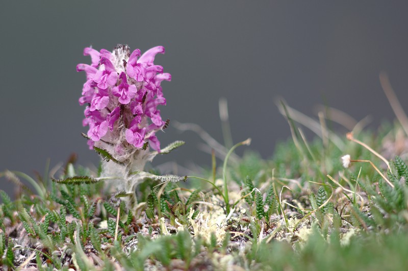 Woolly Lousewort photo 3