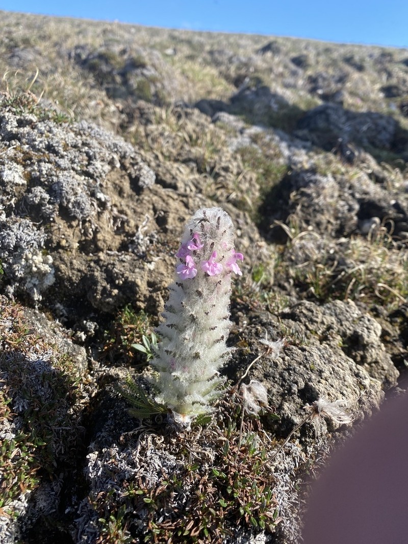 Woolly Lousewort photo 4
