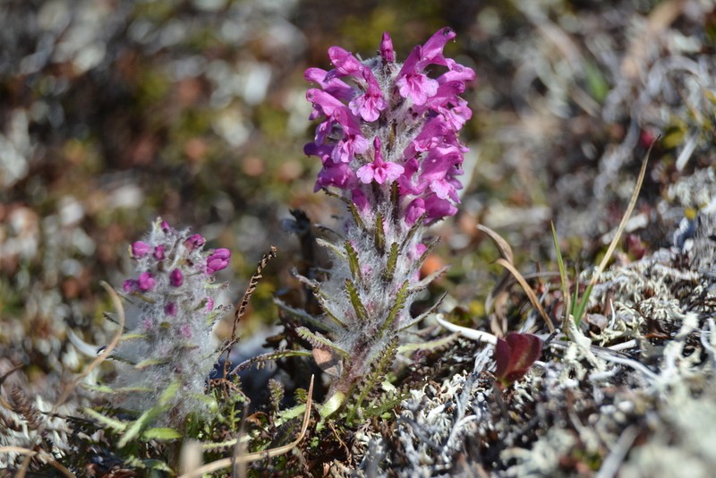 Woolly Lousewort photo 5