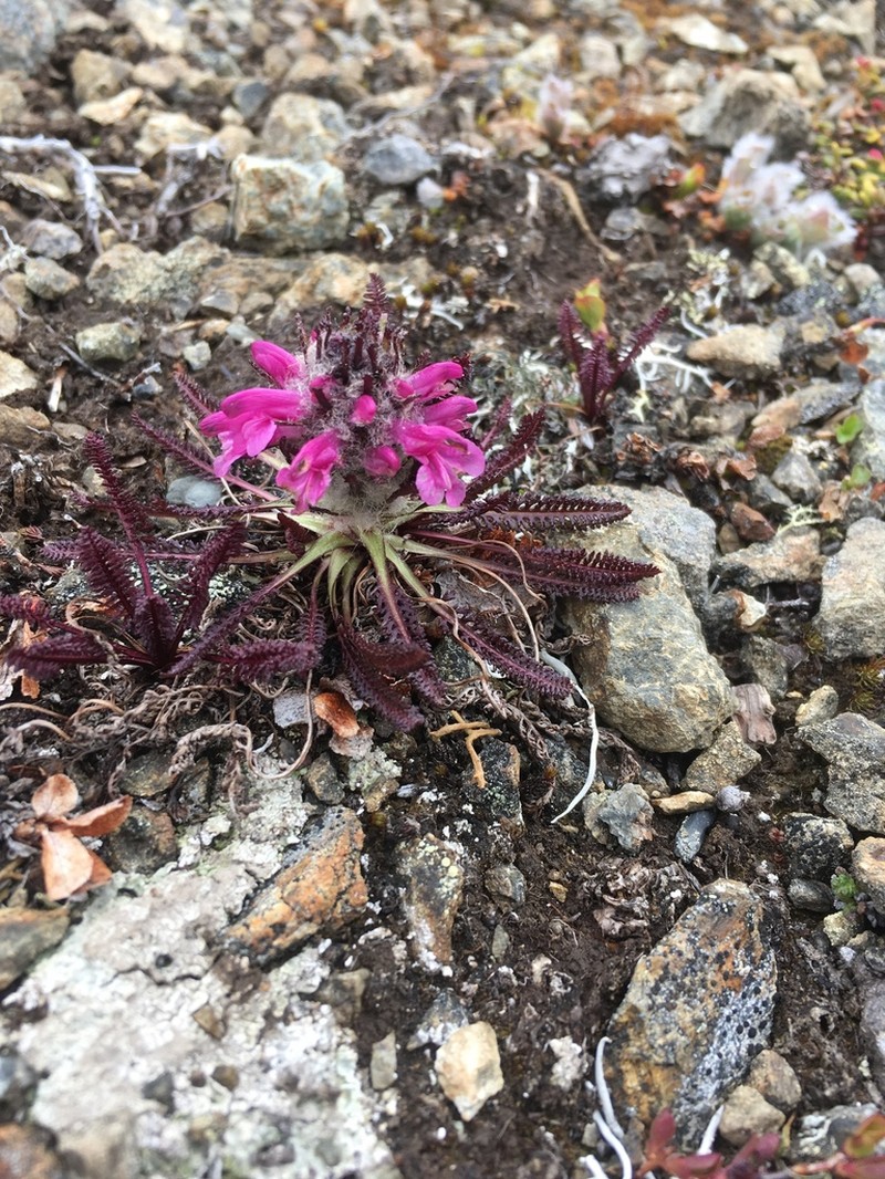 Woolly Lousewort photo 6