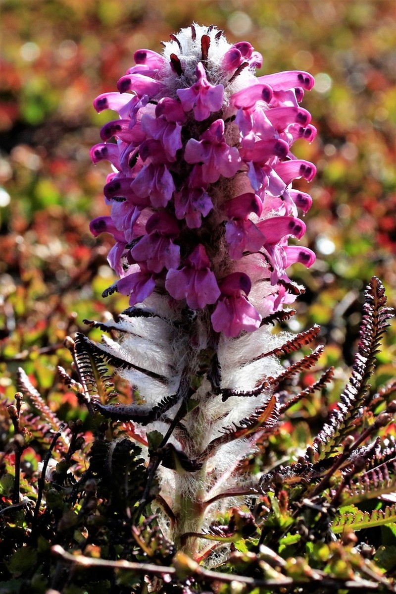 Woolly Lousewort photo 7