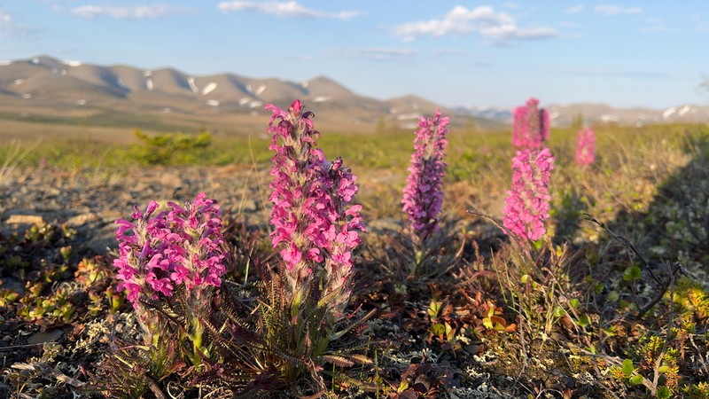 Woolly Lousewort photo 8