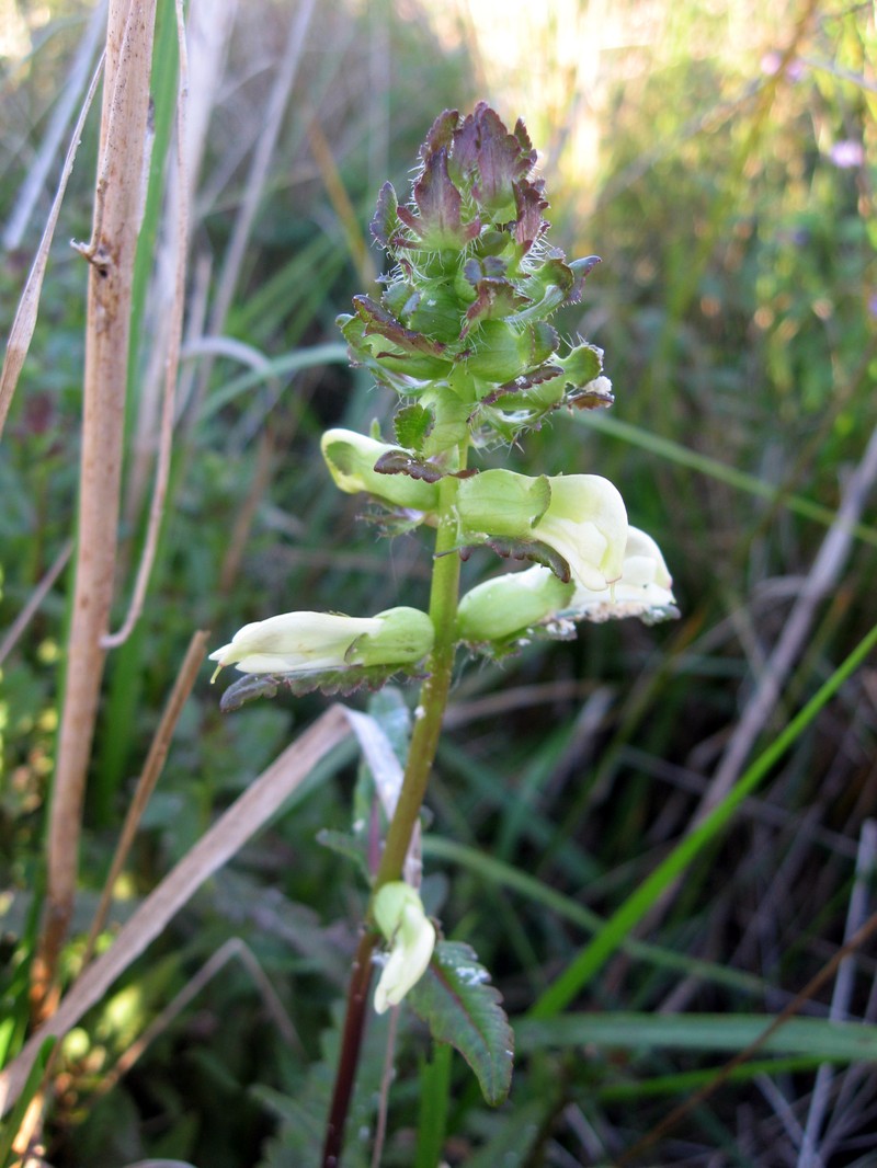 Swamp Lousewort photo 2