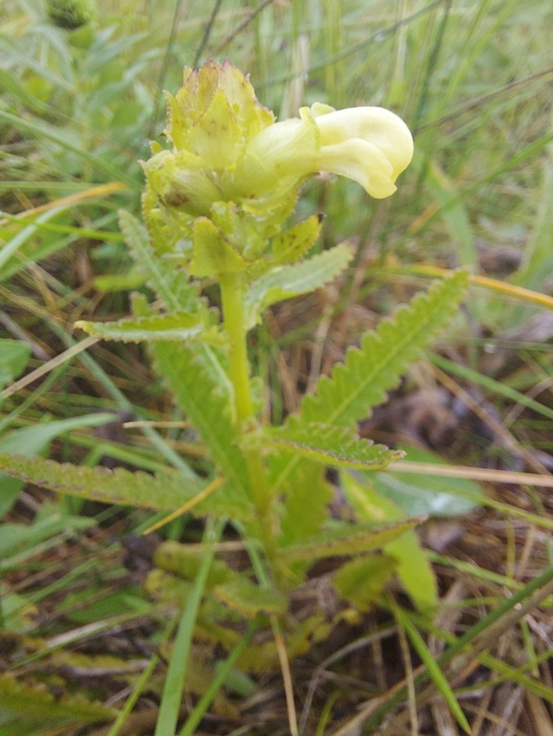 Swamp Lousewort photo 3