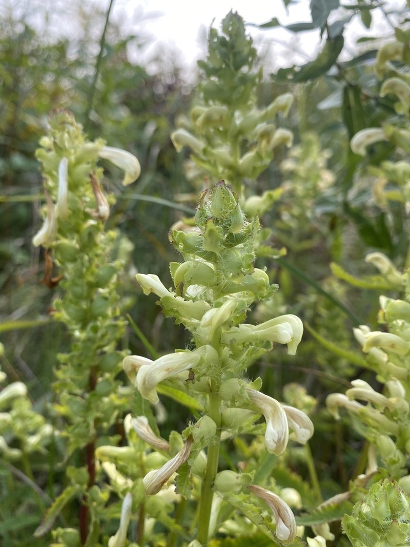 Swamp Lousewort photo 4