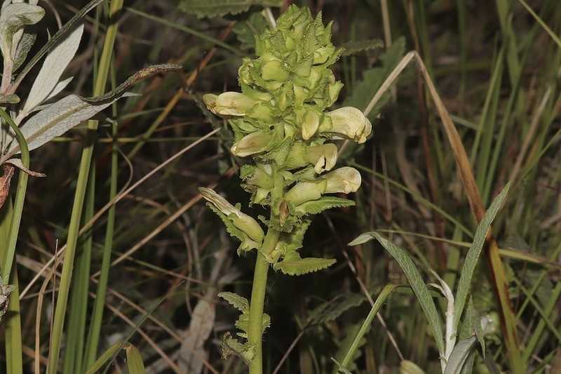 Swamp Lousewort photo 5