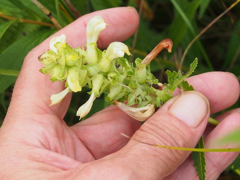 Swamp Lousewort photo 6