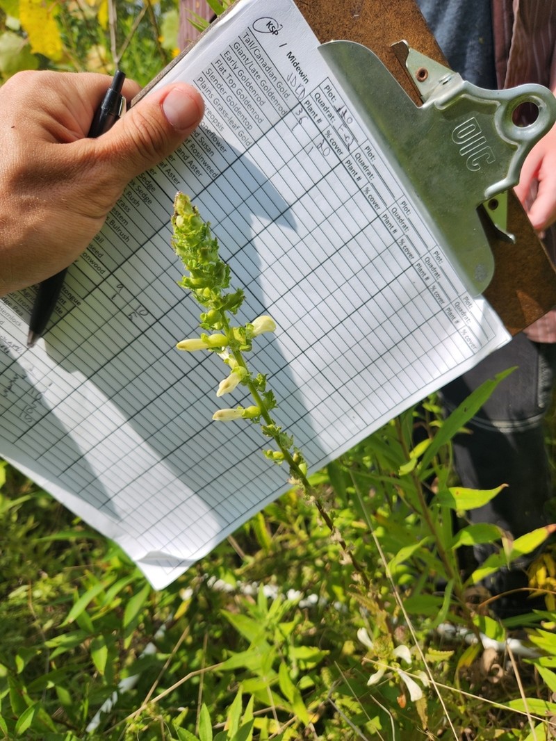 Swamp Lousewort photo 7
