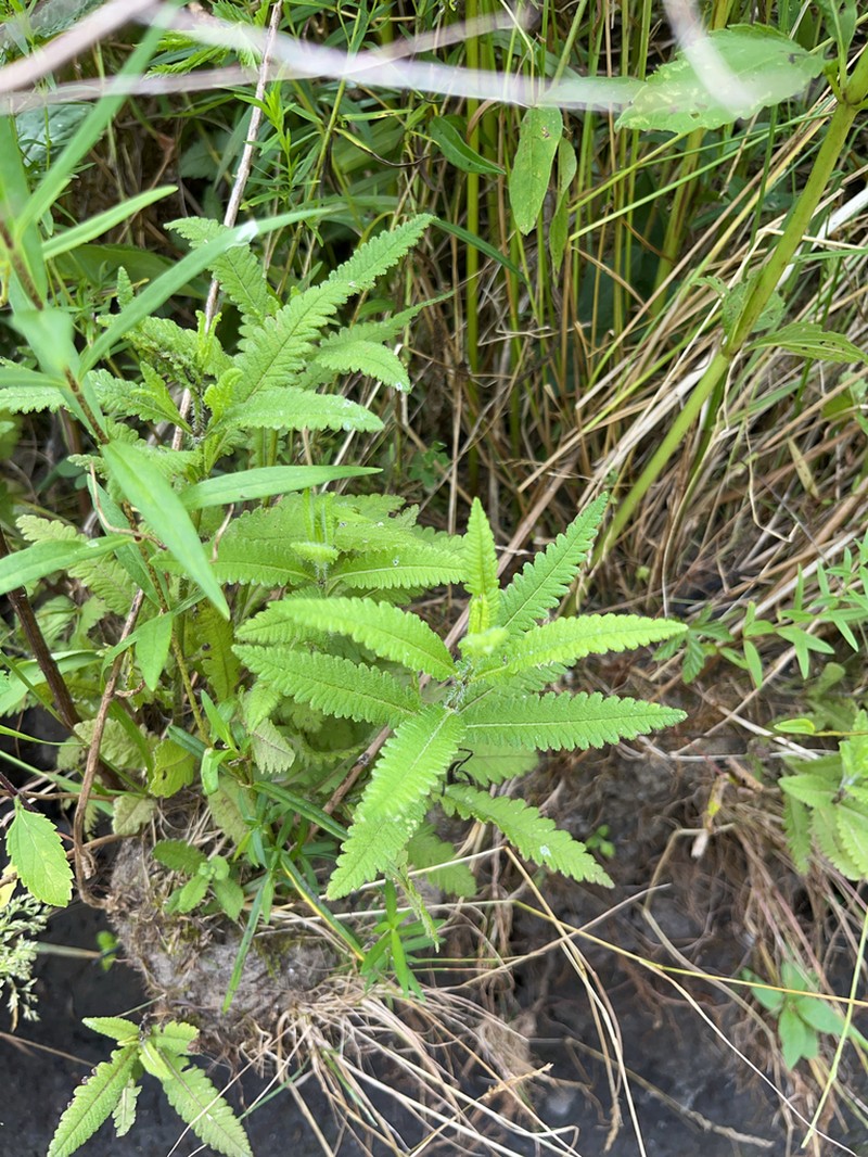 Swamp Lousewort photo 8